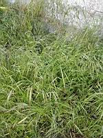 Brome des toits - Bromus tectorum  (prise a Lens)(1)